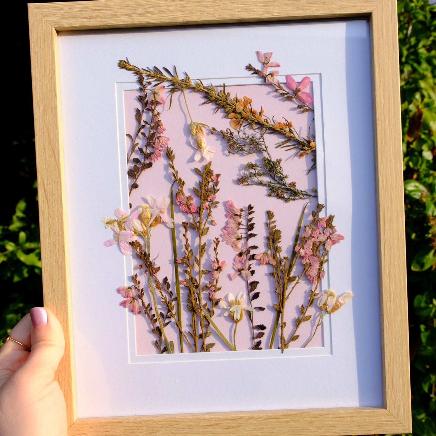 Pressed Wildflower Portrait: Rose Bloom