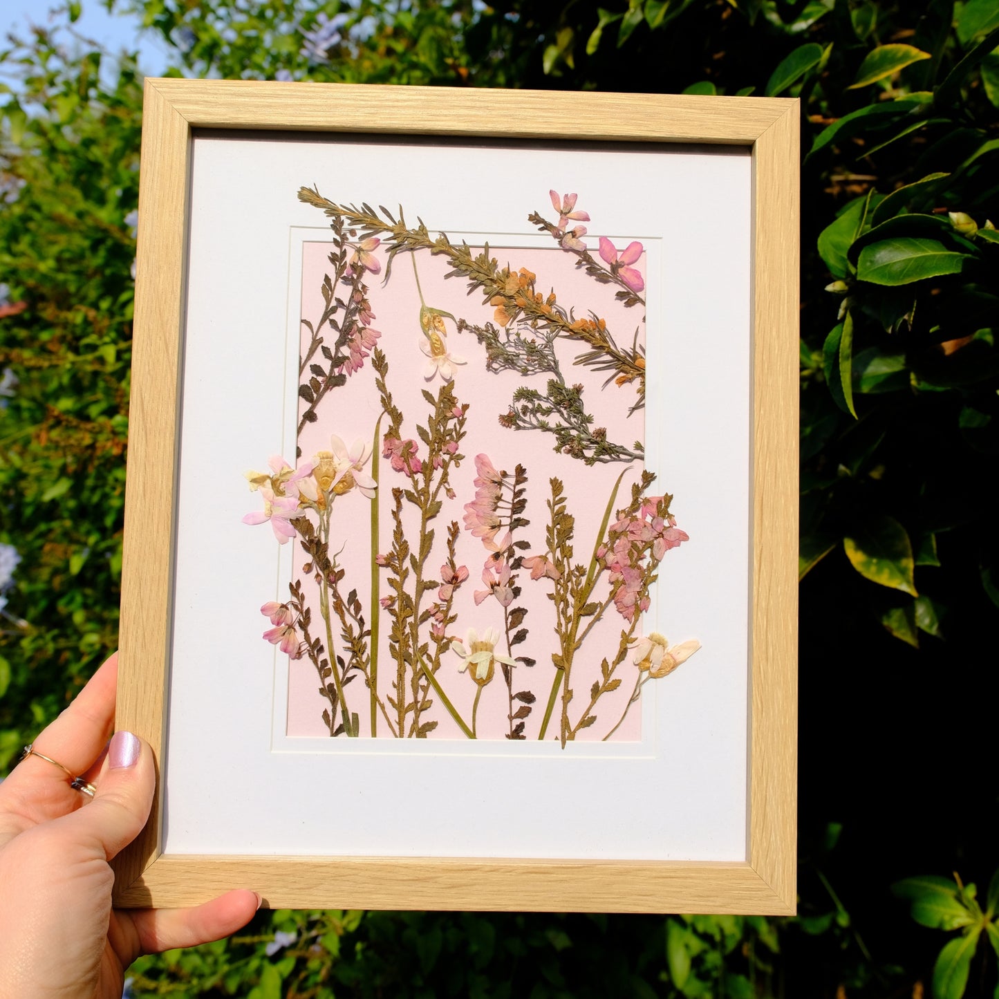 Pressed Wildflower Portrait: Rose Bloom