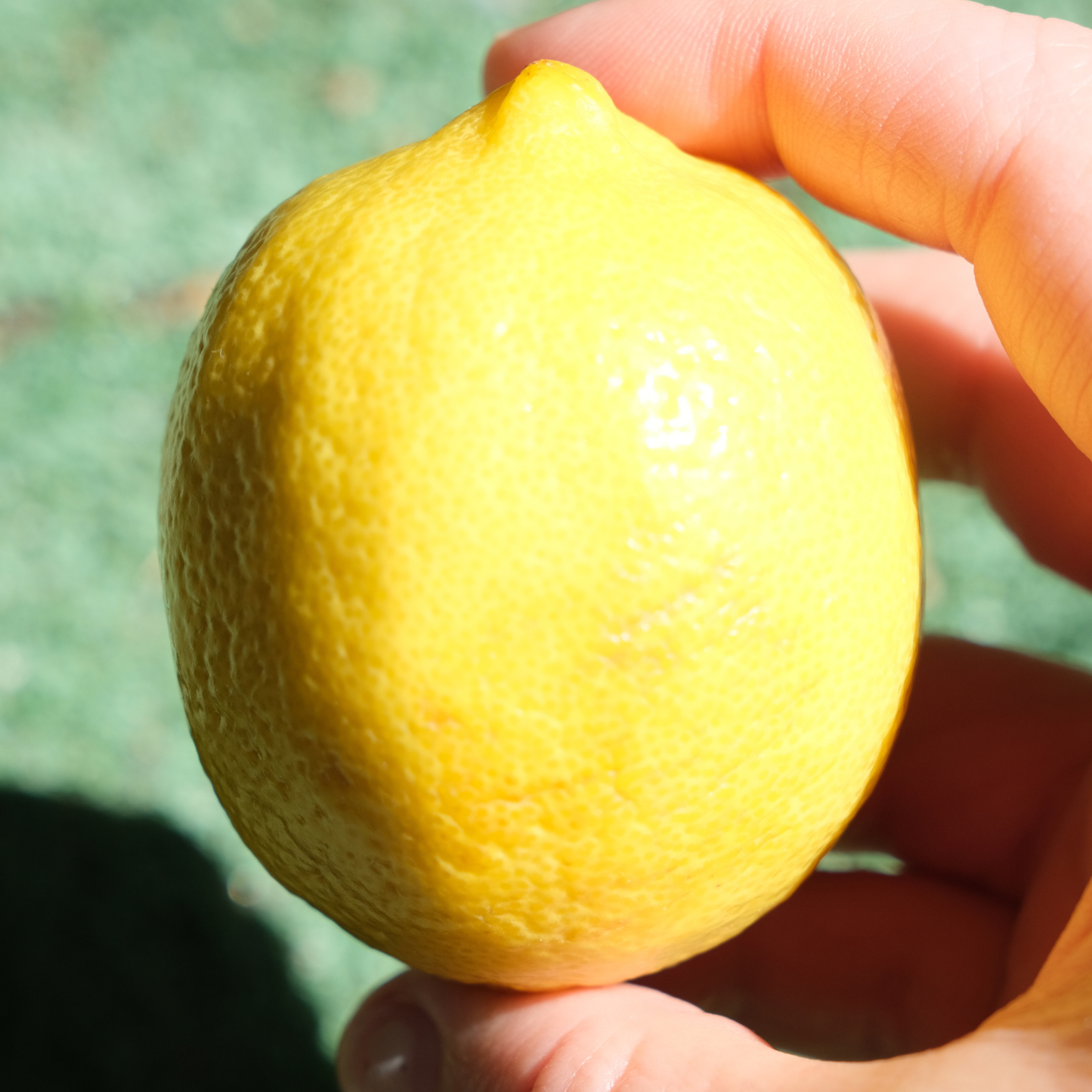 Lemon Flower Huggies