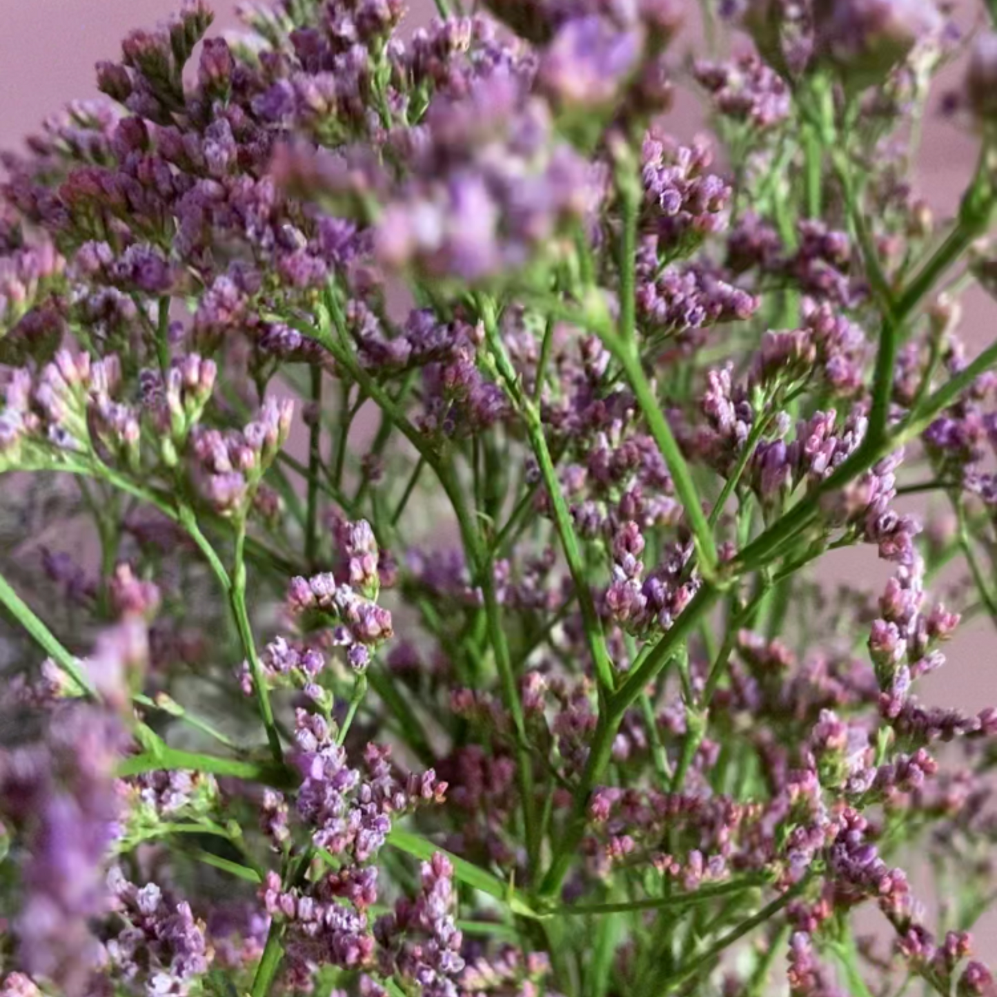 The Mistflower Dangles