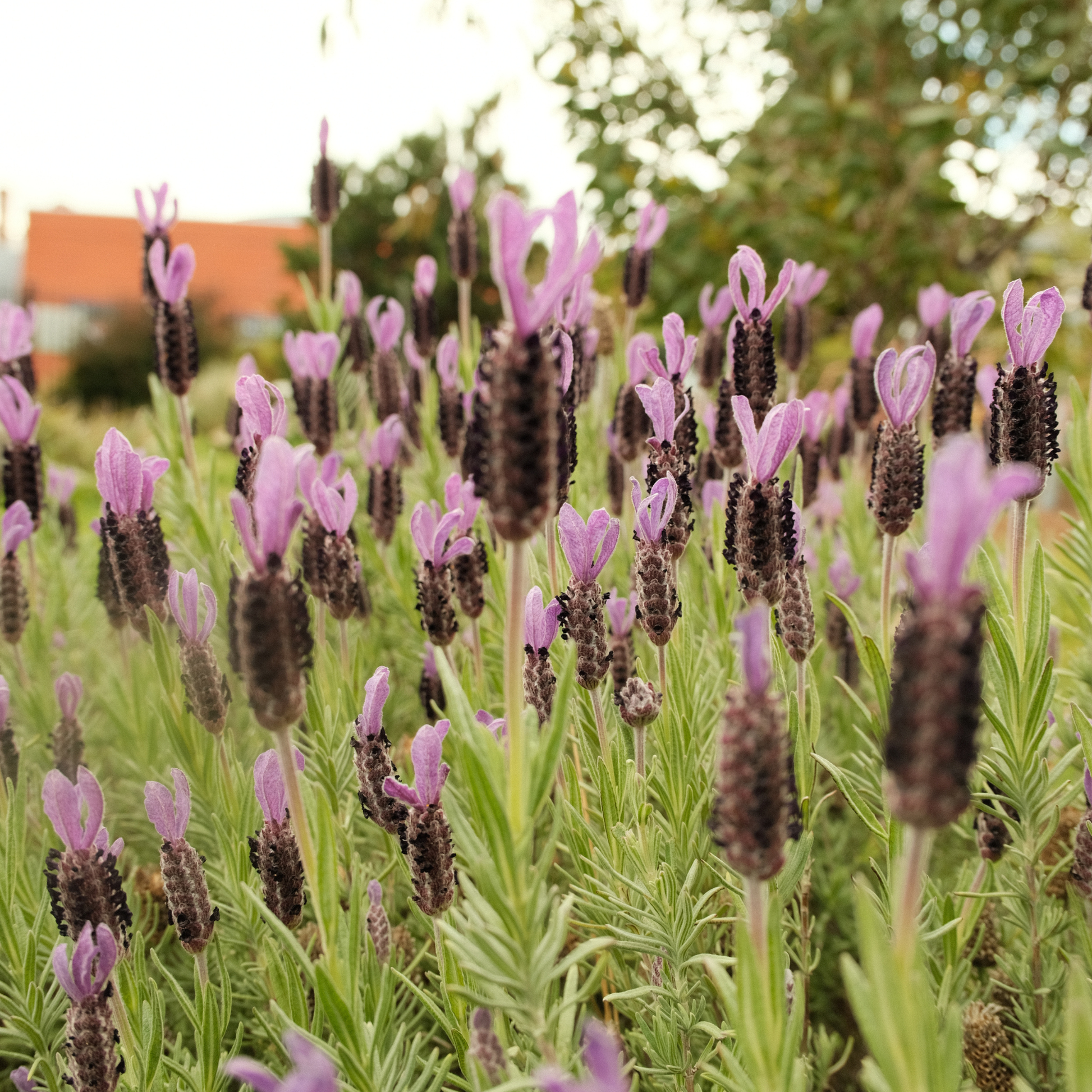 Tasmanian Lavender, Dried Lavender Jewellery, Field of Lavender Image