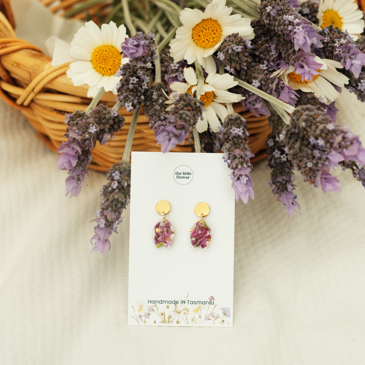 Tasmanian Lavender Studs