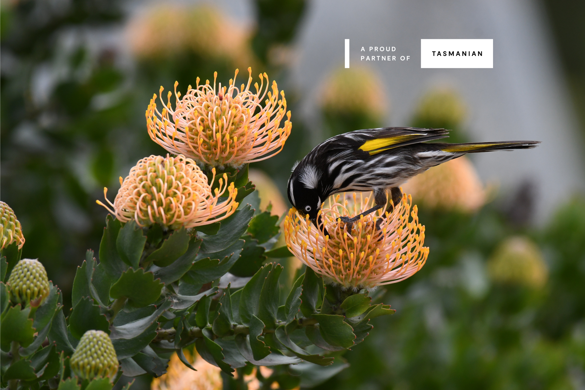 Brand Tasmania Partner, The Little Flower Handmade Tasmanian Flower Jewellery