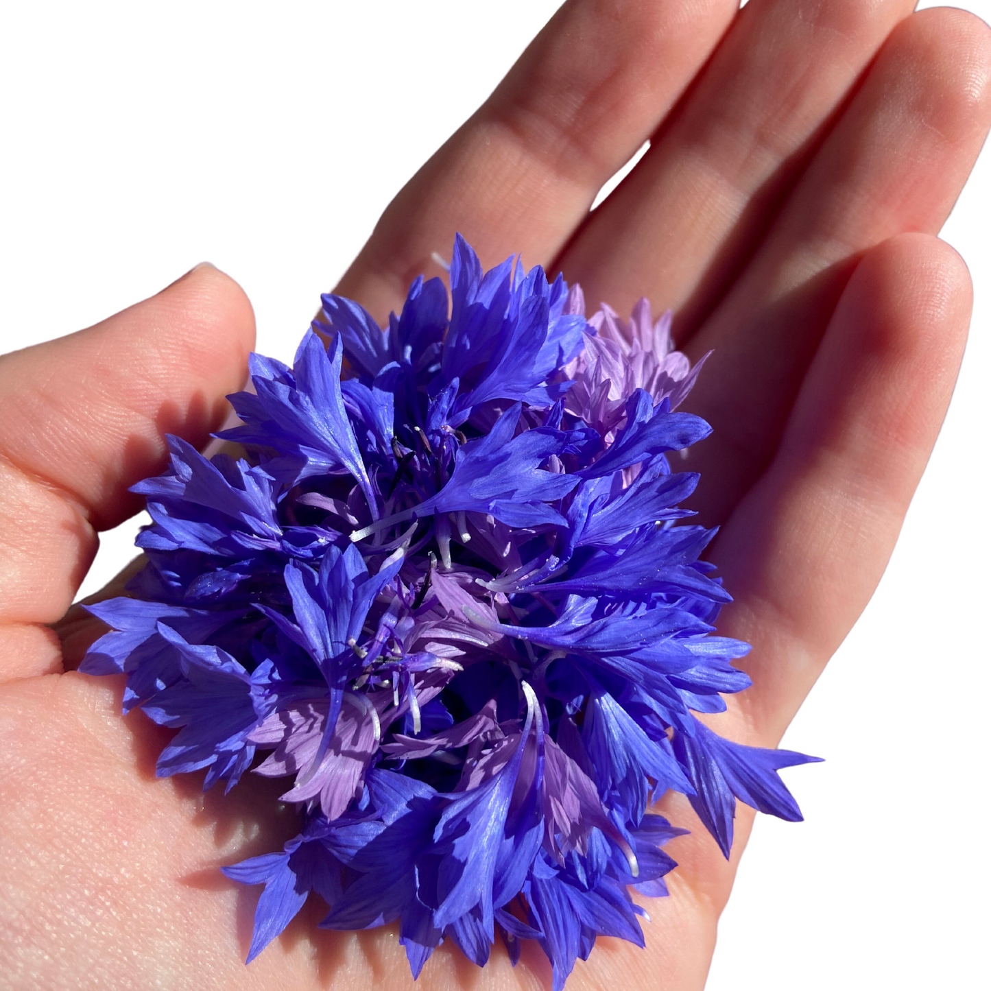 blue cornflowers, homegrown flowers, edible flowers, resin flower jewellery, flower image