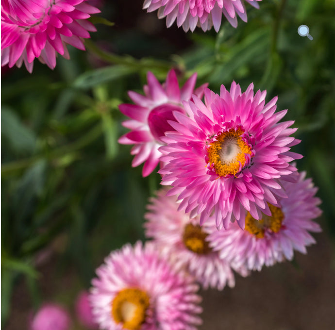 Pink Strawflower Earrings